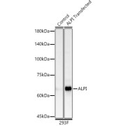 Western blot analysis of lysates from wild type (WT) and 293F cells transfected with ALPI using ALPI Antibody at 1/2000 dilution. Secondary antibody: HRP-conjugated Goat anti-Rabbit IgG (H+L) at 1/10000 dilution. Lysates/proteins: 25 µg per lane. Blocking buffer: 3% nonfat dry milk in TBST. Exposure time: 10 s.