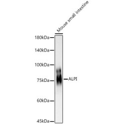 Intestinal-Type Alkaline Phosphatase / IAP (ALPI) Antibody