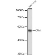 Western blot analysis of lysates from Rat lung, using CPM Antibody at 1/500 dilution. Secondary antibody: HRP-conjugated Goat anti-Rabbit IgG (H+L) at 1/10000 dilution. Lysates/proteins: 25 µg per lane. Blocking buffer: 3% nonfat dry milk in TBST. Exposure time: 180s.