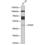 Western blot analysis of lysates from HT-29 cells, using SPDEF Antibody at 1/1000 dilution. Secondary antibody: HRP-conjugated Goat anti-Rabbit IgG (H+L) at 1/10000 dilution. Lysates/proteins: 25 µg per lane. Blocking buffer: 3% nonfat dry milk in TBST. Exposure time: 90s.