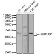 Western blot analysis of various lysates using HERPUD1 Antibody at 1/1000 dilution. Secondary antibody: HRP-conjugated Goat anti-Rabbit IgG (H+L) at 1/10000 dilution. Lysates/proteins: 25 µg per lane. Blocking buffer: 3% nonfat dry milk in TBST. Exposure time: 90s.