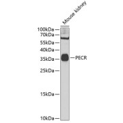 Western blot analysis of lysates from mouse kidney, using PECR Antibody at 1/1000 dilution. Secondary antibody: HRP-conjugated Goat anti-Rabbit IgG (H+L) at 1/10000 dilution. Lysates/proteins: 25 µg per lane. Blocking buffer: 3% nonfat dry milk in TBST. Exposure time: 30s.