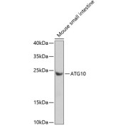 Western blot analysis of lysates from mouse small intestine, using ATG10 Antibody at 1/1000 dilution. Secondary antibody: HRP-conjugated Goat anti-Rabbit IgG (H+L) at 1/10000 dilution. Lysates/proteins: 25 µg per lane. Blocking buffer: 3% nonfat dry milk in TBST. Exposure time: 90s.