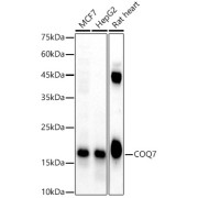 Western blot analysis of various lysates, using COQ7 Antibody at 1/2000 dilution. Secondary antibody: HRP-conjugated Goat anti-Rabbit IgG (H+L) at 1/10000 dilution. Lysates/proteins: 25 µg per lane. Blocking buffer: 3% nonfat dry milk in TBST. Exposure time: 60s.