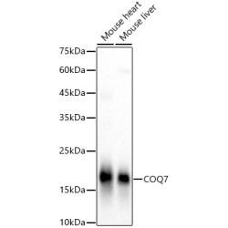 Coenzyme Q7, Hydroxylase (COQ7) Antibody