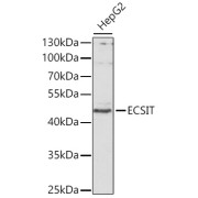 Western blot analysis of lysates from HepG2 cells, using ECSIT Antibody at 1/1000 dilution. Secondary antibody: HRP-conjugated Goat anti-Rabbit IgG (H+L) at 1/10000 dilution. Lysates/proteins: 25 µg per lane. Blocking buffer: 3% nonfat dry milk in TBST. Exposure time: 30s.