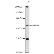 Western blot analysis of lysates from 293T cells, using INPP5K Antibody at 1/1000 dilution. Secondary antibody: HRP-conjugated Goat anti-Rabbit IgG (H+L) at 1/10000 dilution. Lysates/proteins: 25 µg per lane. Blocking buffer: 3% nonfat dry milk in TBST. Exposure time: 10s.