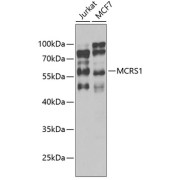 Western blot analysis of various lysates using MCRS1 Antibody at 1/1000 dilution. Secondary antibody: HRP-conjugated Goat anti-Rabbit IgG (H+L) at 1/10000 dilution. Lysates/proteins: 25 µg per lane. Blocking buffer: 3% nonfat dry milk in TBST. Exposure time: 10s.