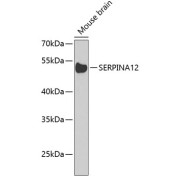 Western blot analysis of lysates from mouse brain, using SERPINA12 Antibody at 1/1000 dilution. Secondary antibody: HRP-conjugated Goat anti-Rabbit IgG (H+L) at 1/10000 dilution. Lysates/proteins: 25 µg per lane. Blocking buffer: 3% nonfat dry milk in TBST. Exposure time: 90s.