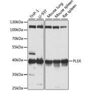 Western blot analysis of various lysates using PLEK Antibody at 1/1000 dilution. Secondary antibody: HRP-conjugated Goat anti-Rabbit IgG (H+L) at 1/10000 dilution. Lysates/proteins: 25 µg per lane. Blocking buffer: 3% nonfat dry milk in TBST. Exposure time: 10s.