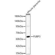 Western blot analysis of lysates from Mouse placenta, using FUBP3 Antibody at 1/400 dilution. Secondary antibody: HRP-conjugated Goat anti-Rabbit IgG (H+L) at 1/10000 dilution. Lysates/proteins: 25 µg per lane. Blocking buffer: 3% nonfat dry milk in TBST. Exposure time: 90s.