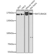 Western blot analysis of various lysates using BAT3/BAG6 Antibody at 1/1000 dilution. Secondary antibody: HRP-conjugated Goat anti-Rabbit IgG (H+L) at 1/10000 dilution. Lysates/proteins: 25 µg per lane. Blocking buffer: 3% nonfat dry milk in TBST. Exposure time: 90s.