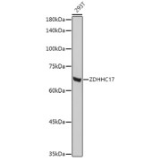 Western blot analysis of lysates from 293T cells, using ZDHHC17 Antibody at 1/1000 dilution. Secondary antibody: HRP-conjugated Goat anti-Rabbit IgG (H+L) at 1/10000 dilution. Lysates/proteins: 25 µg per lane. Blocking buffer: 3% nonfat dry milk in TBST. Exposure time: 10s.