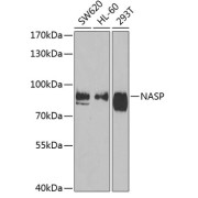 Western blot analysis of various lysates using NASP Antibody at 1/1000 dilution. Secondary antibody: HRP-conjugated Goat anti-Rabbit IgG (H+L) at 1/10000 dilution. Lysates/proteins: 25 µg per lane. Blocking buffer: 3% nonfat dry milk in TBST. Exposure time: 90s.