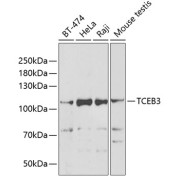 Western blot analysis of various lysates using TCEB3 Antibody at 1/1000 dilution. Secondary antibody: HRP-conjugated Goat anti-Rabbit IgG (H+L) at 1/10000 dilution. Lysates/proteins: 25 µg per lane. Blocking buffer: 3% nonfat dry milk in TBST. Exposure time: 30s.