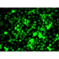 Transcription Elongation Factor B Subunit 3 (TCEB3) Antibody