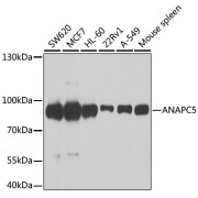 Western blot analysis of various lysates using [KO Validated] ANAPC5 Antibody at 1/1000 dilution. Secondary antibody: HRP-conjugated Goat anti-Rabbit IgG (H+L) at 1/10000 dilution. Lysates/proteins: 25 µg per lane. Blocking buffer: 3% nonfat dry milk in TBST. Exposure time: 90s.