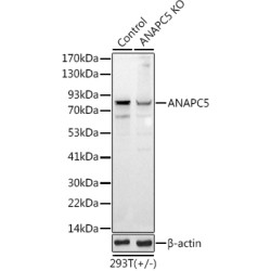 Anaphase Promoting Complex Subunit 5 (ANAPC5) Antibody