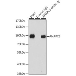 Anaphase Promoting Complex Subunit 5 (ANAPC5) Antibody