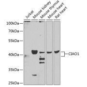 Western blot analysis of various lysates using CIAO1 Antibody at 1/1000 dilution. Secondary antibody: HRP-conjugated Goat anti-Rabbit IgG (H+L) at 1/10000 dilution. Lysates/proteins: 25 µg per lane. Blocking buffer: 3% nonfat dry milk in TBST. Exposure time: 90s.