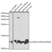 Western blot analysis of various lysates using HSPE1/HSP10/CPN10 Antibody at 1/1000 dilution. Secondary antibody: HRP-conjugated Goat anti-Rabbit IgG (H+L) at 1/10000 dilution. Lysates/proteins: 25 µg per lane. Blocking buffer: 3% nonfat dry milk in TBST. Exposure time: 90s.