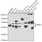 Western blot analysis of various lysates using IFRD1 Antibody at 1/1000 dilution. Secondary antibody: HRP-conjugated Goat anti-Rabbit IgG (H+L) at 1/10000 dilution. Lysates/proteins: 25 µg per lane. Blocking buffer: 3% nonfat dry milk in TBST. Exposure time: 90s.