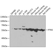 Western blot analysis of various lysates using PTK6 Antibody at 1/1000 dilution. Secondary antibody: HRP-conjugated Goat anti-Rabbit IgG (H+L) at 1/10000 dilution. Lysates/proteins: 25 µg per lane. Blocking buffer: 3% nonfat dry milk in TBST. Exposure time: 90s.