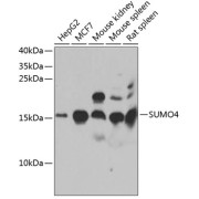 Western blot analysis of various lysates using SUMO4 Antibody at 1/1000 dilution. Secondary antibody: HRP-conjugated Goat anti-Rabbit IgG (H+L) at 1/10000 dilution. Lysates/proteins: 25 µg per lane. Blocking buffer: 3% nonfat dry milk in TBST. Exposure time: 40s.