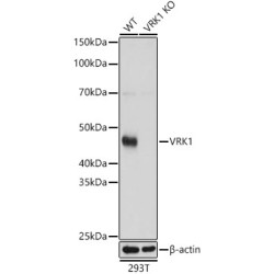 Serine/threonine-Protein Kinase VRK1 (VRK1) Antibody