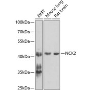 Western blot analysis of various lysates using NCK2 Antibody at 1/1000 dilution. Secondary antibody: HRP-conjugated Goat anti-Rabbit IgG (H+L) at 1/10000 dilution. Lysates/proteins: 25 µg per lane. Blocking buffer: 3% nonfat dry milk in TBST. Exposure time: 90s.