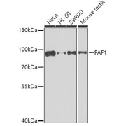 Western blot analysis of various lysates using FAF1 Antibody at 1/500 dilution. Secondary antibody: HRP-conjugated Goat anti-Rabbit IgG (H+L) at 1/10000 dilution. Lysates/proteins: 25 µg per lane. Blocking buffer: 3% nonfat dry milk in TBST. Exposure time: 90s.