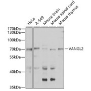 Western blot analysis of various lysates using VANGL2 Antibody at 1/1000 dilution. Secondary antibody: HRP-conjugated Goat anti-Rabbit IgG (H+L) at 1/10000 dilution. Lysates/proteins: 25 µg per lane. Blocking buffer: 3% nonfat dry milk in TBST. Exposure time: 90s.