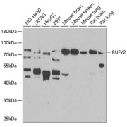 Western blot analysis of various lysates using RUFY2 Antibody at 1/1000 dilution. Secondary antibody: HRP-conjugated Goat anti-Rabbit IgG (H+L) at 1/10000 dilution. Lysates/proteins: 25 µg per lane. Blocking buffer: 3% nonfat dry milk in TBST. Exposure time: 90s.