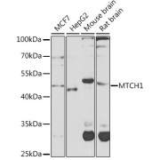 Western blot analysis of various lysates using MTCH1 Antibody at 1/1000 dilution. Secondary antibody: HRP-conjugated Goat anti-Rabbit IgG (H+L) at 1/10000 dilution. Lysates/proteins: 25 µg per lane. Blocking buffer: 3% nonfat dry milk in TBST. Exposure time: 30s.