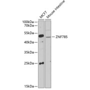 Western blot analysis of various lysates using ZNF785 Antibody at 1/1000 dilution. Secondary antibody: HRP-conjugated Goat anti-Rabbit IgG (H+L) at 1/10000 dilution. Lysates/proteins: 25 µg per lane. Blocking buffer: 3% nonfat dry milk in TBST. Exposure time: 90s.