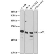 Western blot analysis of various lysates using AES Antibody at 1/1000 dilution. Secondary antibody: HRP-conjugated Goat anti-Rabbit IgG (H+L) at 1/10000 dilution. Lysates/proteins: 25 µg per lane. Blocking buffer: 3% nonfat dry milk in TBST. Exposure time: 90s.