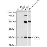 Western blot analysis of various lysates using AQP10 Antibody at 1/1000 dilution. Secondary antibody: HRP-conjugated Goat anti-Rabbit IgG (H+L) at 1/10000 dilution. Lysates/proteins: 25 µg per lane. Blocking buffer: 3% nonfat dry milk in TBST. Exposure time: 90s.