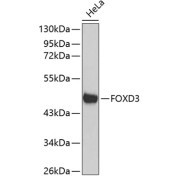 Western blot analysis of lysates from HeLa cells, using FOXD3 Antibody. Secondary antibody: HRP-conjugated Goat anti-Rabbit IgG (H+L) at 1/10000 dilution. Lysates/proteins: 25 µg per lane. Blocking buffer: 3% nonfat dry milk in TBST.