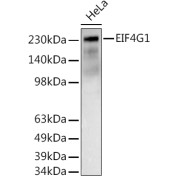 Western blot analysis of lysates from HeLa cells, using EIF4G1 Antibody at 1/500 dilution. Secondary antibody: HRP-conjugated Goat anti-Rabbit IgG (H+L) at 1/10000 dilution. Lysates/proteins: 25 µg per lane. Blocking buffer: 3% nonfat dry milk in TBST. Exposure time: 180s.