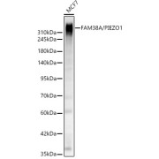 Western blot analysis of lysates from MCF7 cells, using FAM38A/PIEZO1 Antibody at 1/1000 dilution. Secondary antibody: HRP-conjugated Goat anti-Rabbit IgG (H+L) at 1/10000 dilution. Lysates/proteins: 25 µg per lane. Blocking buffer: 3% nonfat dry milk in TBST. Exposure time: 45s.