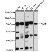 Western blot analysis of various lysates using NSMF Antibody at 1/1000 dilution. Secondary antibody: HRP-conjugated Goat anti-Rabbit IgG (H+L) at 1/10000 dilution. Lysates/proteins: 25 µg per lane. Blocking buffer: 3% nonfat dry milk in TBST. Exposure time: 10s.