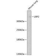 Western blot analysis of lysates from mouse lung, using LRP2 Antibody at 1/1000 dilution. Secondary antibody: HRP-conjugated Goat anti-Rabbit IgG (H+L) at 1/10000 dilution. Lysates/proteins: 25 µg per lane. Blocking buffer: 3% nonfat dry milk in TBST. Exposure time: 20s.