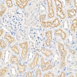 Low Density Lipoprotein Receptor Related Protein 2 (LRP2) Antibody