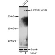 Western blot analysis of lysates from C6 cells using Phospho-mTOR-S2481 Antibody at 1/2000 dilution. C6 cells were treated by IGF-1 (100 ng/ml) at 37 °C for 30 minutes after serum-starvation overnight. Secondary antibody: HRP-conjugated Goat anti-Rabbit IgG (H+L) at 1/10000 dilution. Lysates/proteins: 25 µg per lane. Blocking buffer: 3% nonfat dry milk in TBST. Exposure time: 30s.