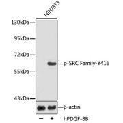 Western blot analysis of lysates from NIH3T3 cells, using Phospho-SRC Family-Y416 Antibody. Secondary antibody: HRP-conjugated Goat anti-Rabbit IgG (H+L) at 1/10000 dilution. Lysates/proteins: 25 µg per lane. Blocking buffer: 3% BSA.