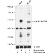 Western blot analysis of various lysates, using Phospho-AURKA-T288 Antibody at 1/1000 dilution. HeLa were treated by Hydroxyurea (4mM) or treated by Nocodazole (50ng/ml) for 20 hours. HT-29 cells were treated by Hydroxyurea (4 mM) for 20 hours or treated by Nocodazole (100ng/ml) for 16 hours. Secondary antibody: HRP-conjugated Goat anti-Rabbit IgG (H+L) at 1/10000 dilution. Lysates/proteins: 25 µg per lane. Blocking buffer: 3% BSA. Exposure time: 90s.