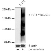 Western blot analysis of lysates from A-431 cells, using Phospho-FLT3-Y589/591 Antibody at 1/500 dilution. A-431 cells were treated by pervanadate (1 mM) at 37 °C for 30 minutes after serum-starvation overnight. Secondary antibody: HRP-conjugated Goat anti-Rabbit IgG (H+L) at 1/10000 dilution. Lysates/proteins: 25 µg per lane. Blocking buffer: 3% nonfat dry milk in TBST. Exposure time: 90s.