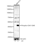 Western blot analysis of lysates from NIH/3T3 cells, using Phospho-Chk1-S345 Antibody at 1/500 dilution. NIH/3T3 cells were treated by UV at room temperature for 15-30 minutes. Secondary antibody: HRP-conjugated Goat anti-Rabbit IgG (H+L) at 1/10000 dilution. Lysates/proteins: 25 µg per lane. Blocking buffer: 3% nonfat dry milk in TBST. Exposure time: 180s.