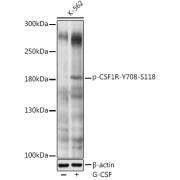 Western blot analysis of lysates from K-562 cells, using Phospho-CD115/CSF-1R-Y708 Antibody at 1/1000 dilution. K-562 cells were treated by G-CSF (25 ng/ml) at 37 °C for 30 minutes after serum-starvation overnight. Secondary antibody: HRP-conjugated Goat anti-Rabbit IgG (H+L) at 1/10000 dilution. Lysates/proteins: 25 µg per lane. Blocking buffer: 3% nonfat dry milk in TBST. Exposure time: 1s.