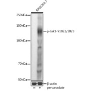 Western blot analysis of lysates from RAW264.7 cells, using Phospho-Jak1-Y1034/Y1035 Antibody at 1/1000 dilution. RAW264. 7 cells were treated by Pervanadate (1 mM) at 37 °C for 30 minutes. Secondary antibody: HRP-conjugated Goat anti-Rabbit IgG (H+L) at 1/10000 dilution. Lysates/proteins: 25 µg per lane. Blocking buffer: 3% nonfat dry milk in TBST. Exposure time: 10s.